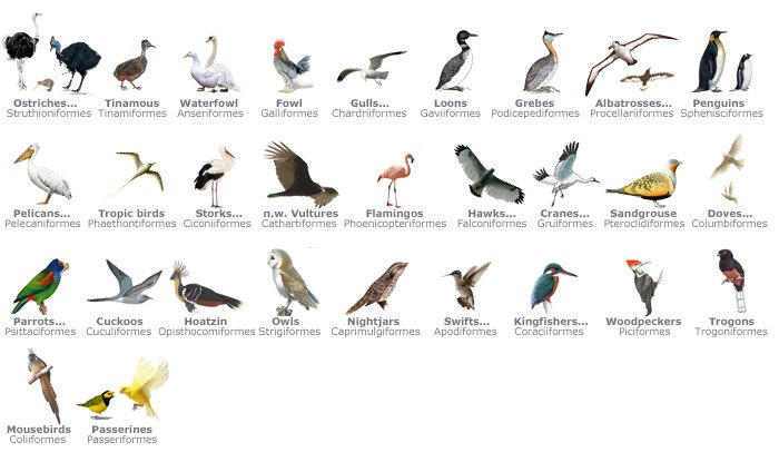 bird orders