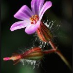 Herb Robert