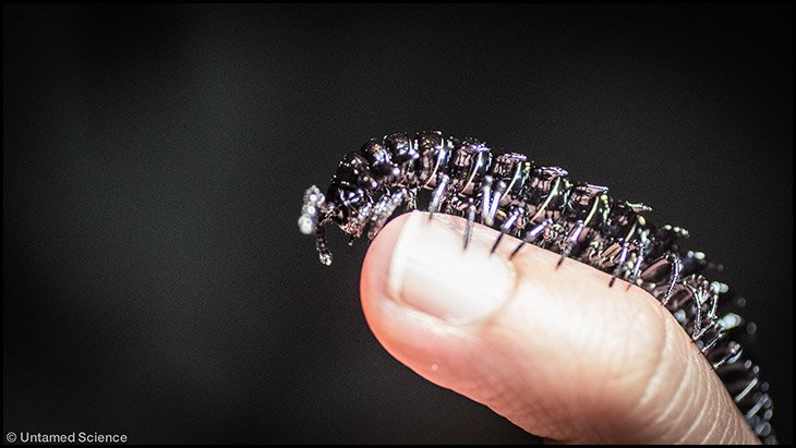 millipede