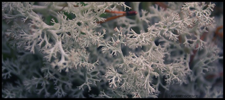 lichen