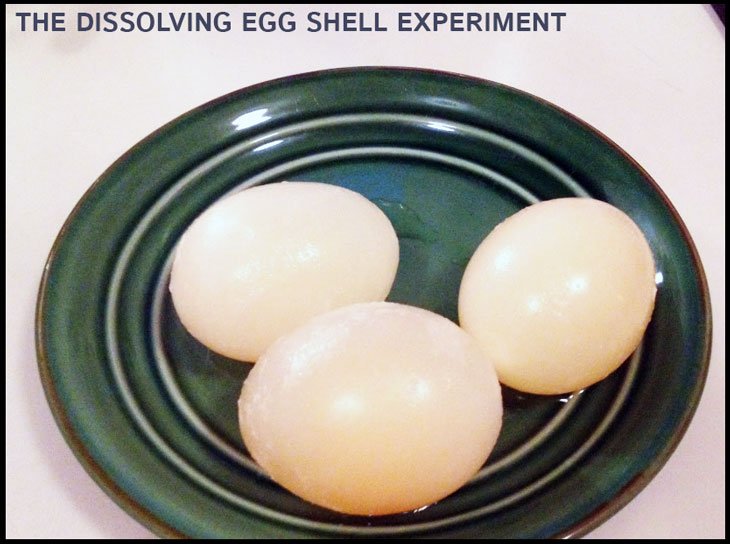 dissolving-egg-shell-experiment-4